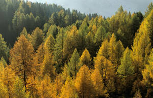 Austria, Hohe Tauern National Park, Larches forest - 00255EK