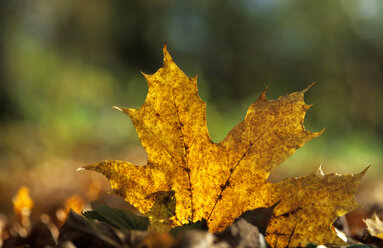 ahornblatt im Herbst - 00253EK