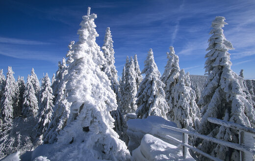 Schneebedeckte Bäume, am Dreisessel, Bayerischer Wald, Deutschland - HSF00956