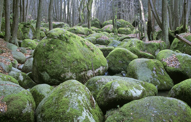 Deutschland, Bayerischer Wald, bei Falkenstein - HSF00928