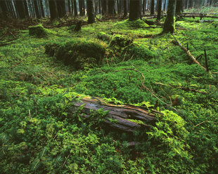 Moos im Fichtenwald, Bayern, Deutschland - MOF00065