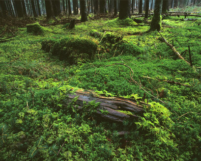 Moss in spruce forest, Bavaria, Germany - MOF00065