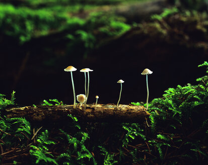 Germany, Bavaria, fungi on a tree trunk - MOF00064