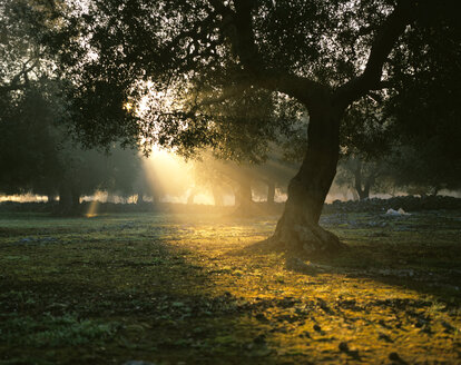 Italien, Olivenbaum bei Sonnenaufgang - MOF00062