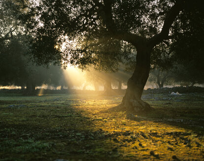Italy, Olive tree at sunrise - MOF00062