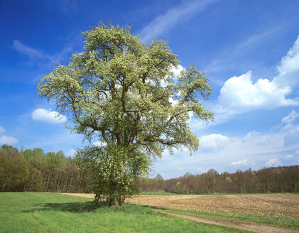 Germany, Bavaria, blossoming tree - MOF00061