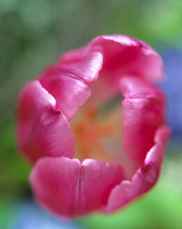 Pink tulip, close-up - MOF00053