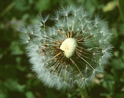 Dandelion, close-up - MOF00051