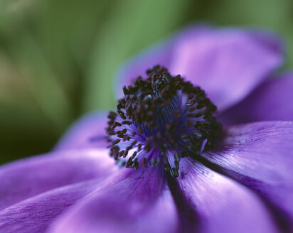 Blue Anemone, close-up - MOF00050
