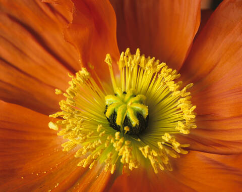 Red poppy, lizenzfreies Stockfoto