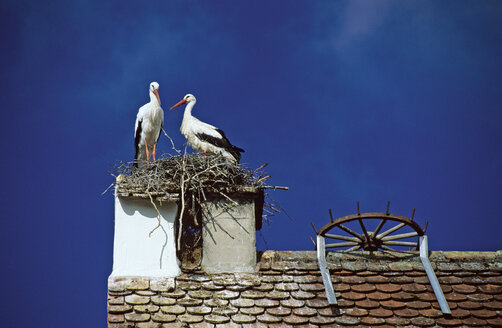 Stork nesting on chimney, low angle view - SHF00003