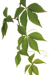 Virginia-Kriechpflanze (Parthenocissus spec) - 02204CS-U