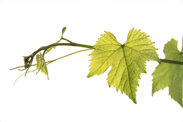 Wine leaves, close-up - 02201CS-U