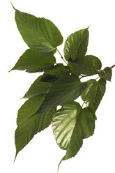 Maulbeerblätter, Morus nigra - 02199CS-U