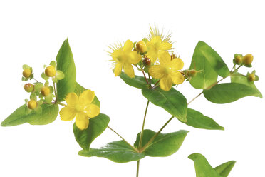 Johanniskraut (Hypericum perforatum), Nahaufnahme - 02195CS-U