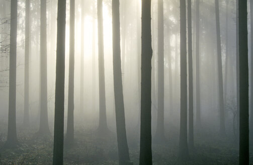 Süddeutschland, Bäume im Herbstnebel - 00010SH-U