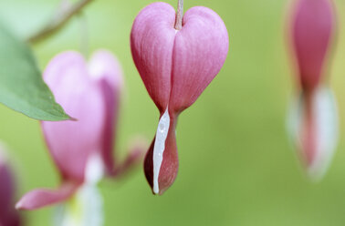 Blutendes Herz am Baum hängend, Nahaufnahme - 00799AS