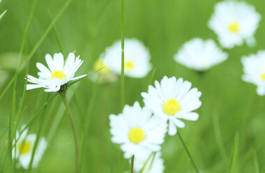 Daisies blooming in meadow - 00795AS