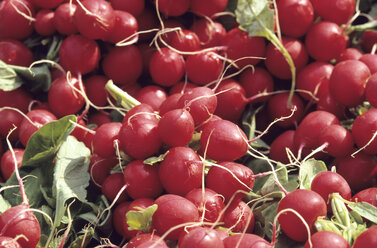 Red radish - 00716AS