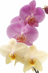 Orchidee (Phalaenopsis) vor weißem Hintergrund, Nahaufnahme - 02295CS-U