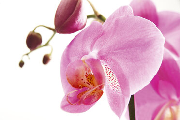 Orchidee, Phalaenopsis - 02292CS-U