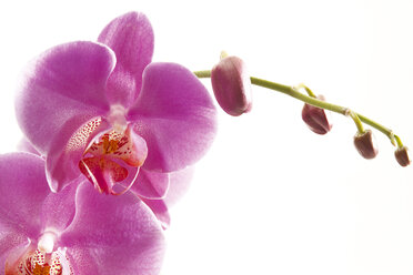 Rosa Orchidee, Phalaenopsis - 02291CS-U