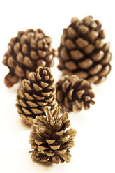 Pine cones - 02288CS-U