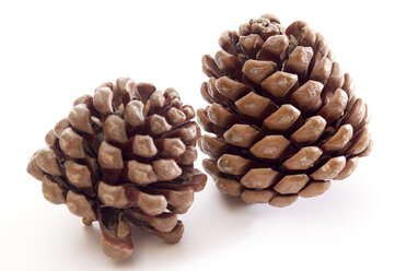 Pine cones - 02285CS-U