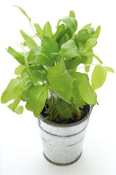 Garten-Sorrel im Topf - 02281CS-U