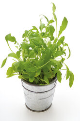 Rucola, Rucola, in einem Topf - 02279CS-U