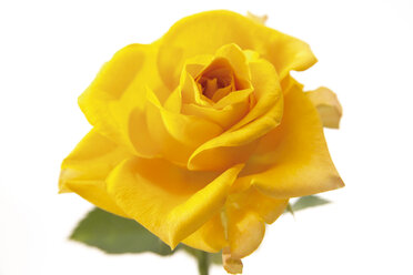 Gelbe Rose, floribunda, Nahaufnahme - 02266CS-U