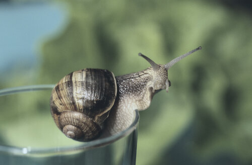 Schnecke auf einem Glas - ASF01320