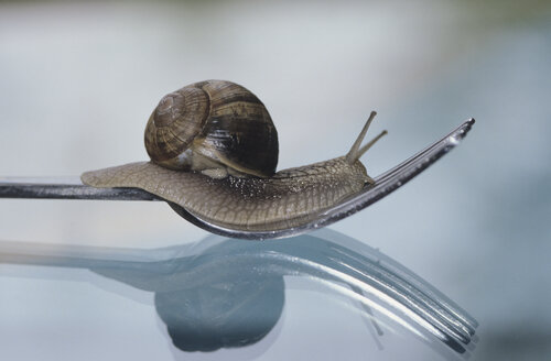 Schnecke auf einer Gabel - ASF01311