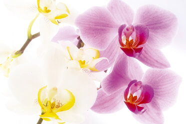 Orchids - 02465CS-U