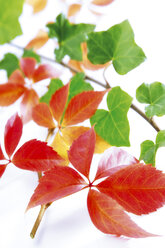 Virginia creeper and ivy, Parthenocissus spec.and Hedera helix - 02492CS-U