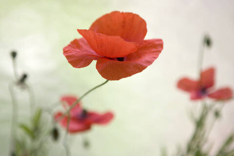 Klatschmohn rote Blütenköpfe, lizenzfreies Stockfoto