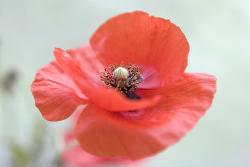 Corn poppy red flower head - MNF00072