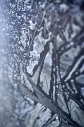 Ice crystalls, extreme close up - MNF00064