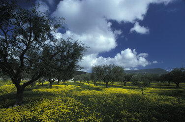Olive trees and meadow, Calabria, Italy - GWF00190