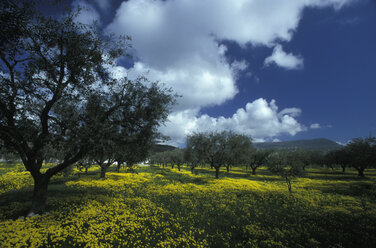 Olivenbäume und Wiese, Kalabrien, Italien - GWF00190