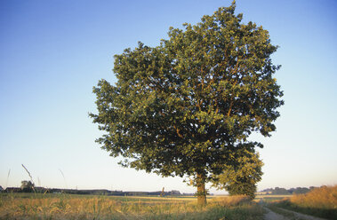 Germany, Bavaria, Red beech in a field - GSF00500