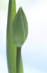 Bud of a tulip - ASF01432