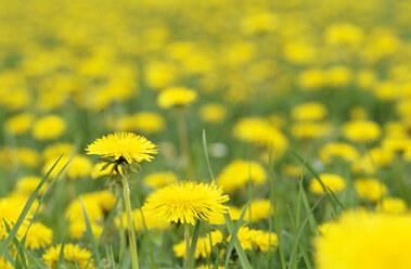 Gelbe Blumen, Löwenzahn - ASF01385