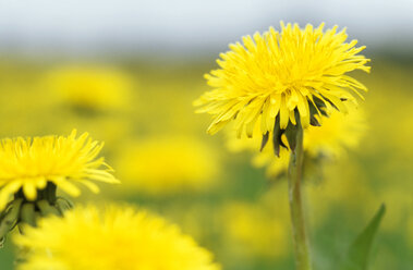 Yellow flowers, Dandelions - ASF01384