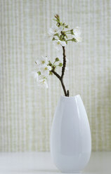 Cherry blossom in a vase - ASF01382