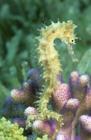 Stacheliges Seepferdchen, Hippocampus jaykari, lizenzfreies Stockfoto