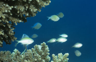 Blaugrüner Puller, Chromis viridis - GNF00600