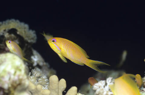 Juwelen-Buntbarsch, Pseudanthias squamipinnis, lizenzfreies Stockfoto