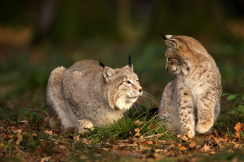 Zwei Luchse im Wald - EKF00590