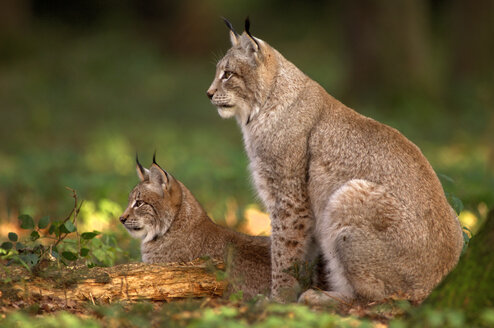 Two lynxes in forest - EKF00589